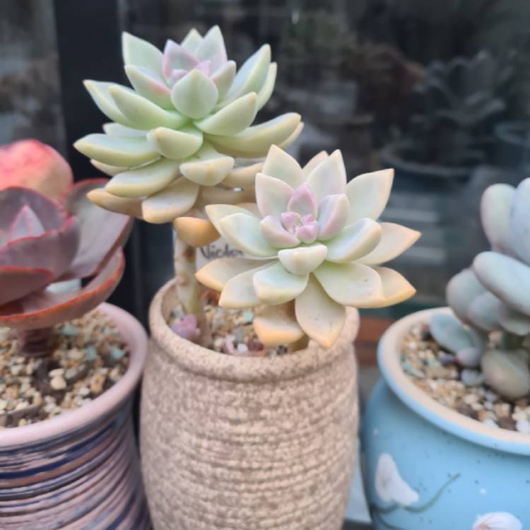 Plant image Graptopetalum Victor Kane