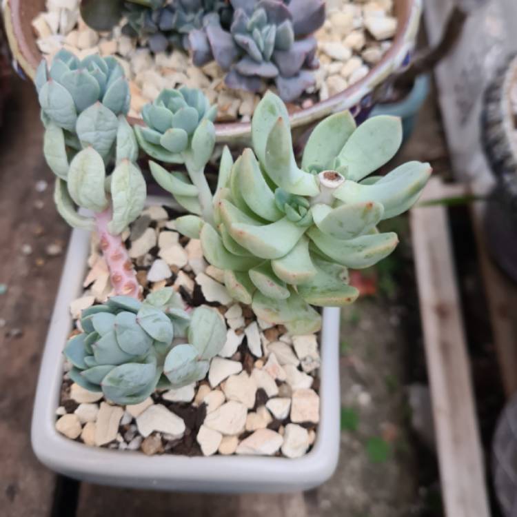 Plant image x Pachyveria White Nun