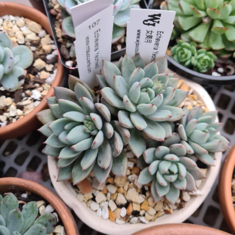plant image 1523506