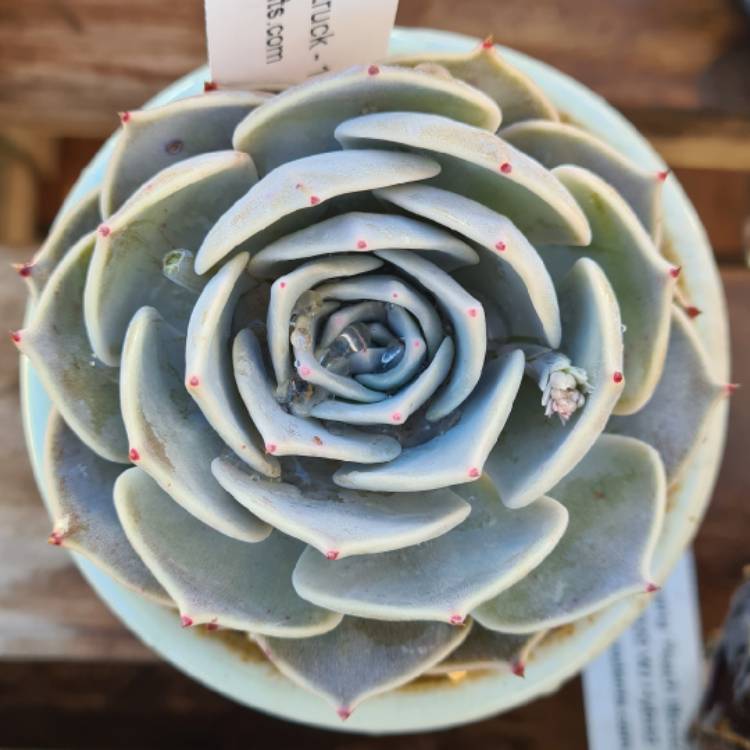 plant image 1525477
