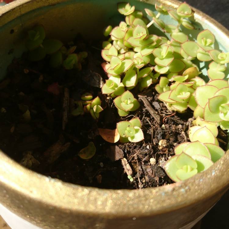 plant image 740937