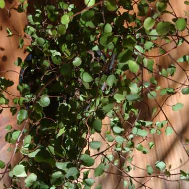 Muehlenbeckia axillaris