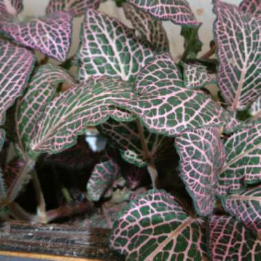 Pink Veined Nerve Plant