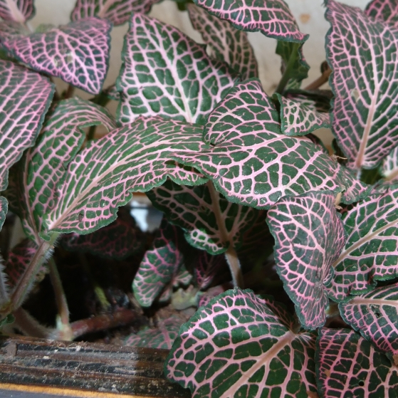 Plant image Fittonia Verschaffeltii 'Pink Angel'