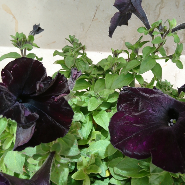 plant image 803097