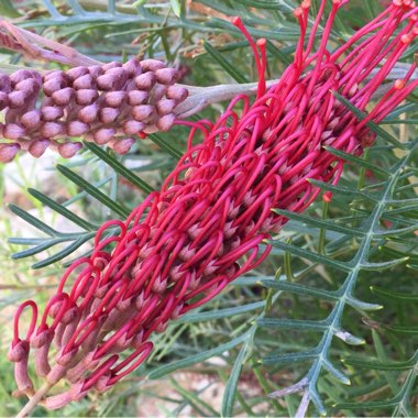 Grevillea 'Firesprite'