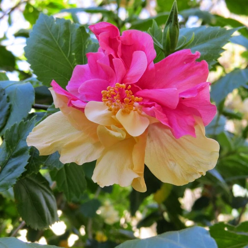 Plant image Hibiscus rosa-sinensis 'Painted Lady'