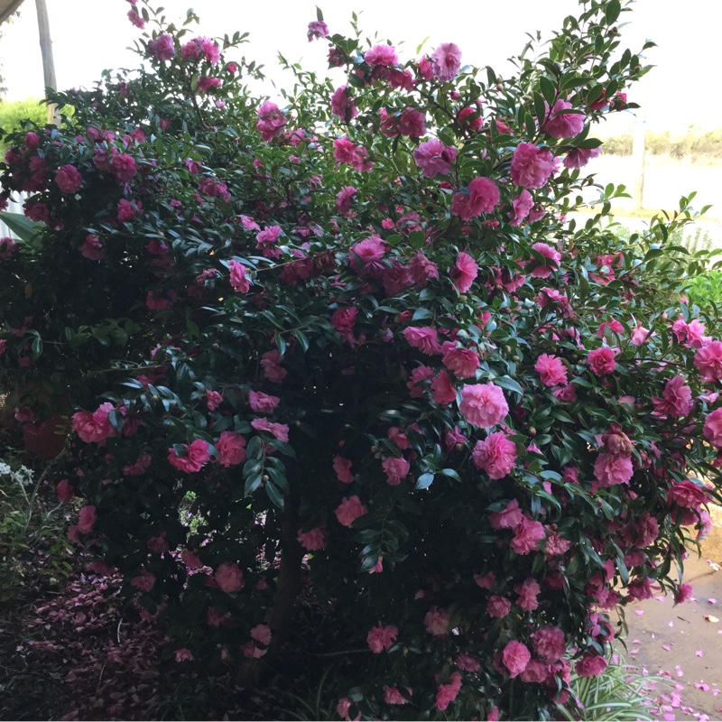 plant image 53799
