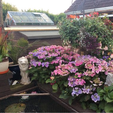 Lin's garden