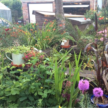 Lin's garden