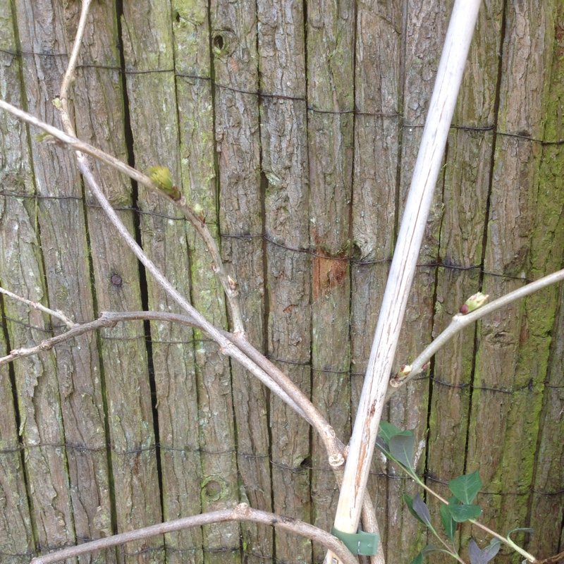 plant image 53219
