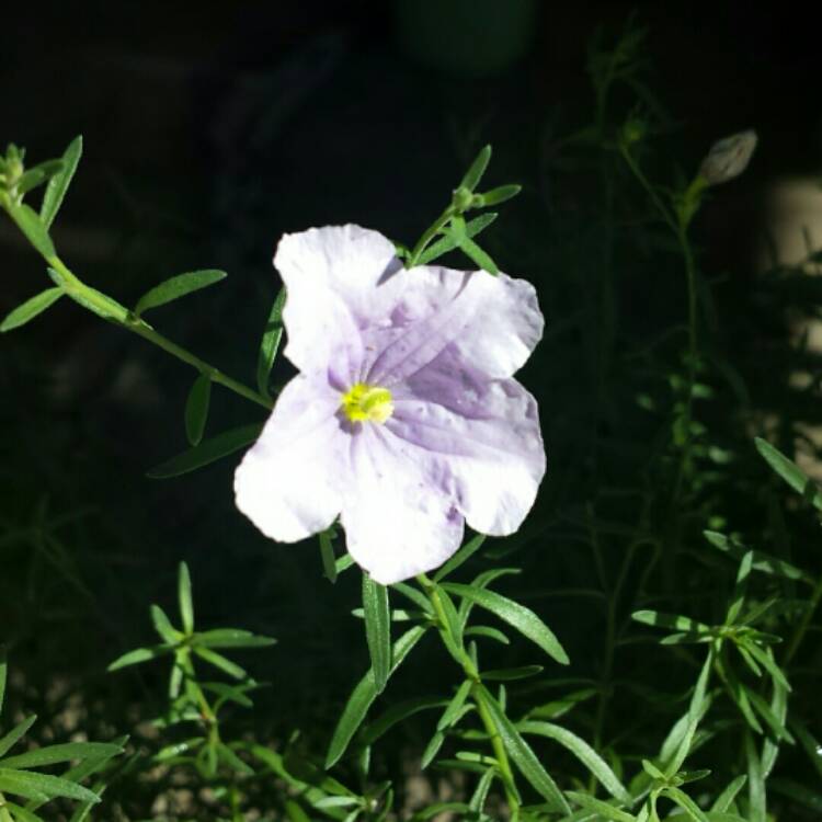 Plant image Nierembergia