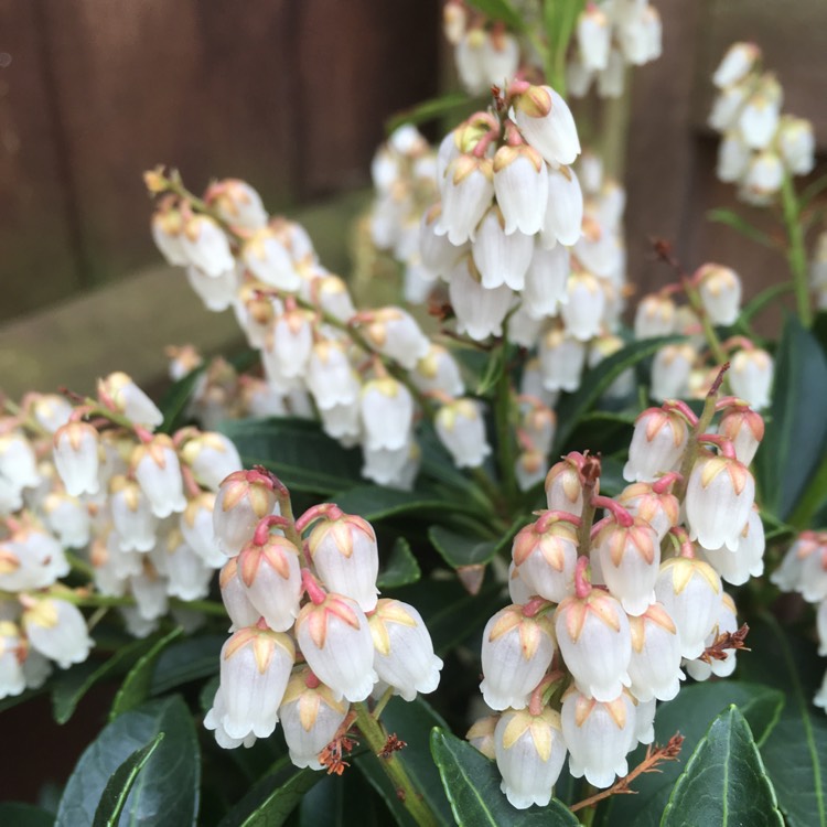 plant image 359311