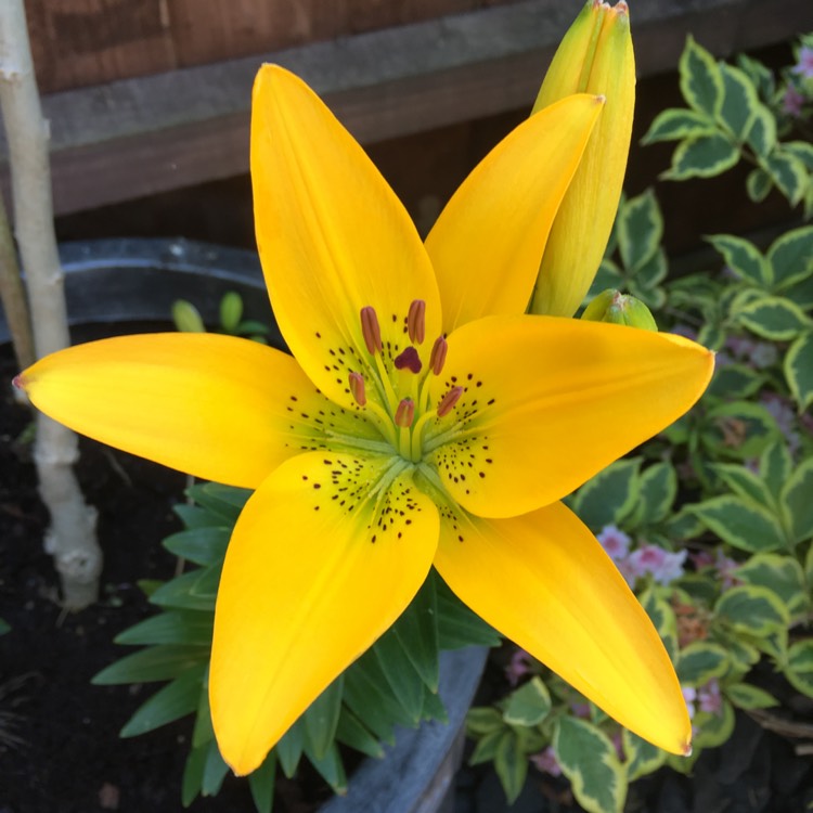plant image 416563