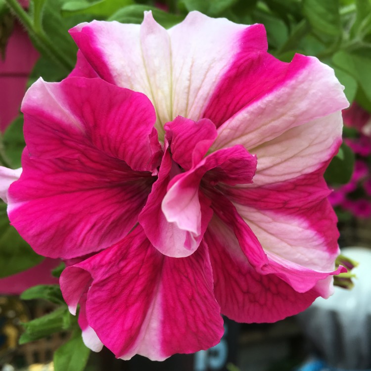 plant image 491455