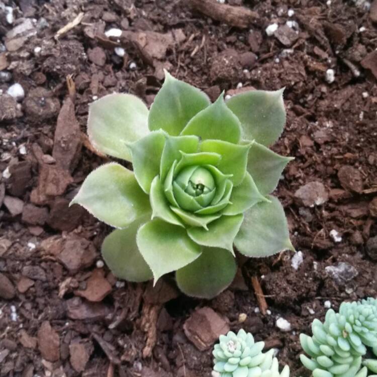 plant image 557744