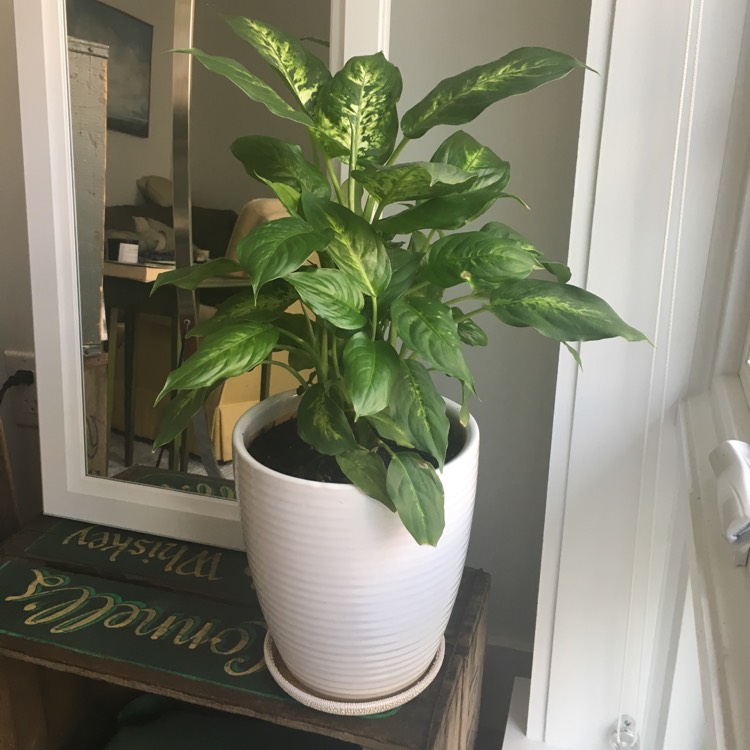 plant image 524407