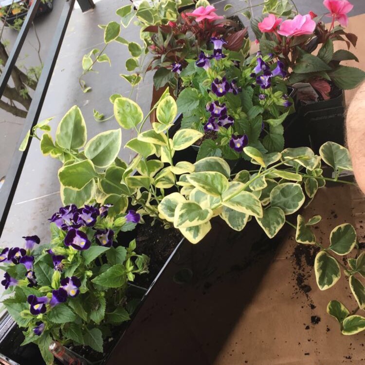 plant image 524523