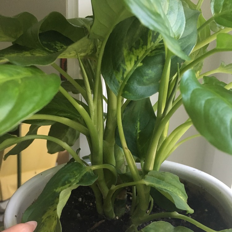 plant image 524585