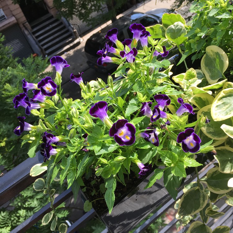 plant image 524592