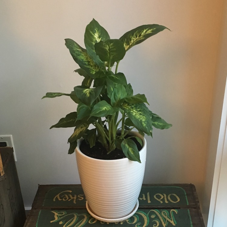 plant image 524658
