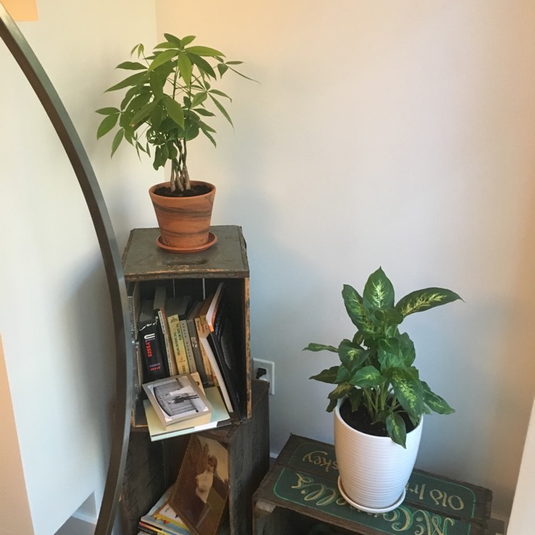 plant image 524660
