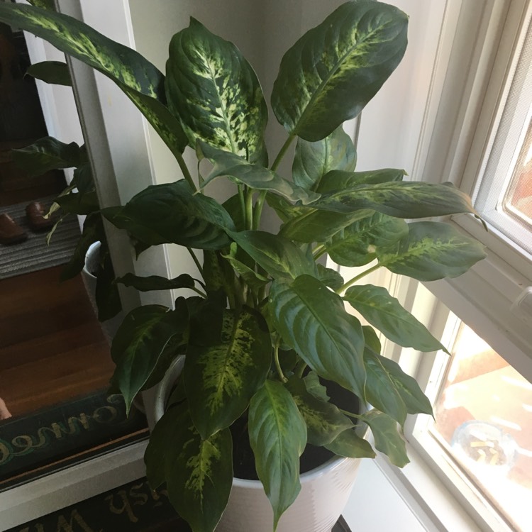 plant image 524680