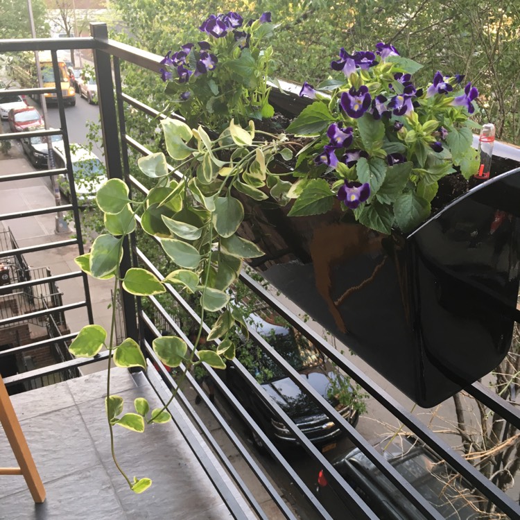 plant image 525565