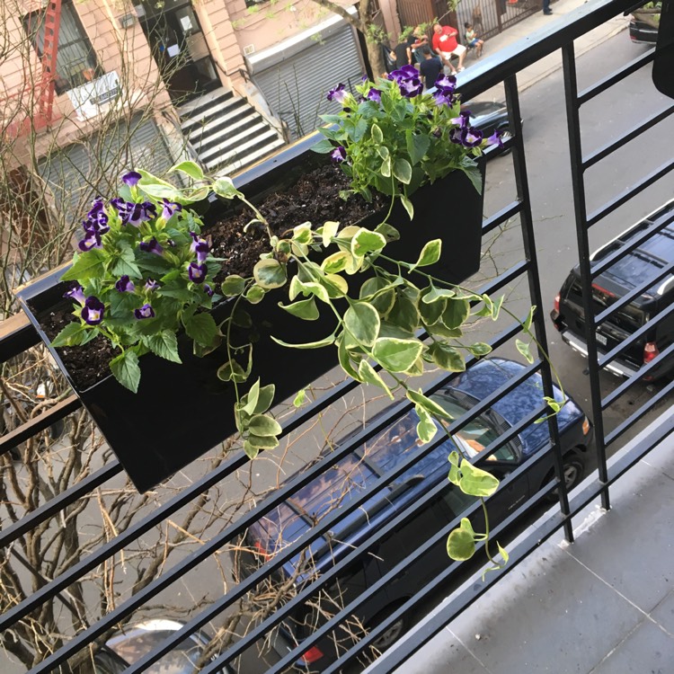 plant image 525569