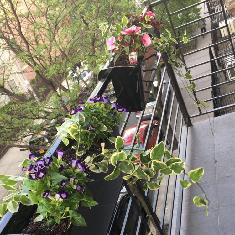 plant image 525570