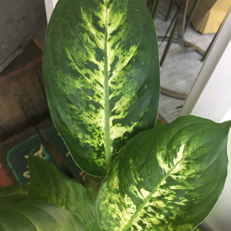 plant image 525577