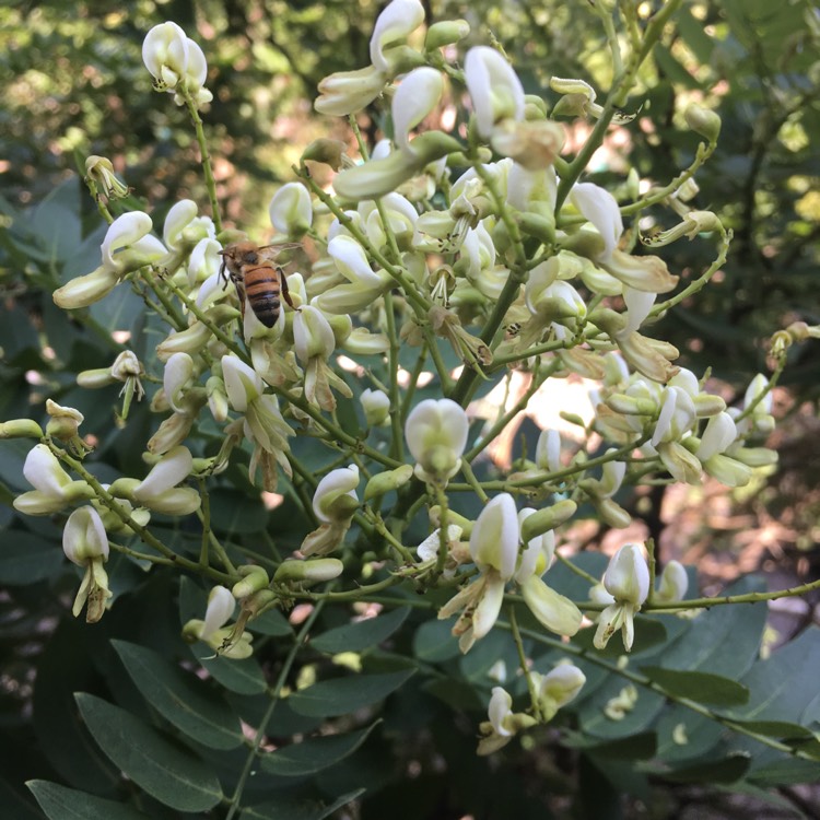 plant image 526346