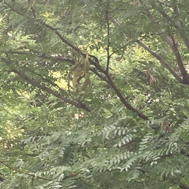 Robinia Pseudoacacia 'Umbraculifera'