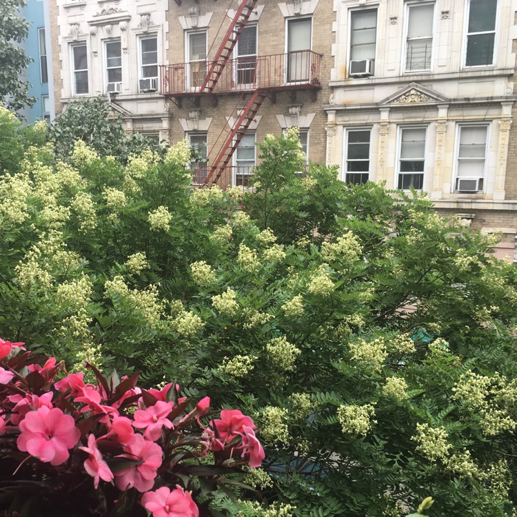 plant image 526831