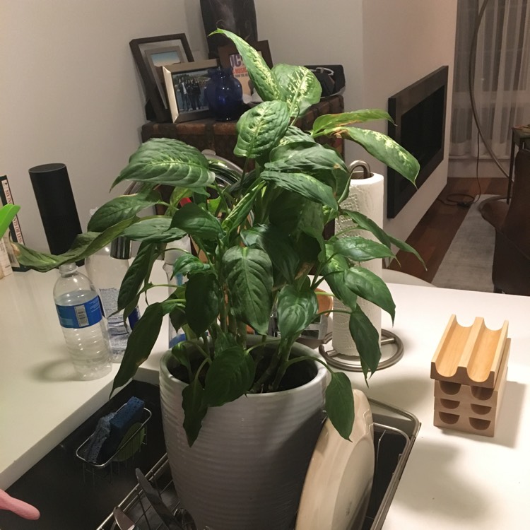 plant image 598224