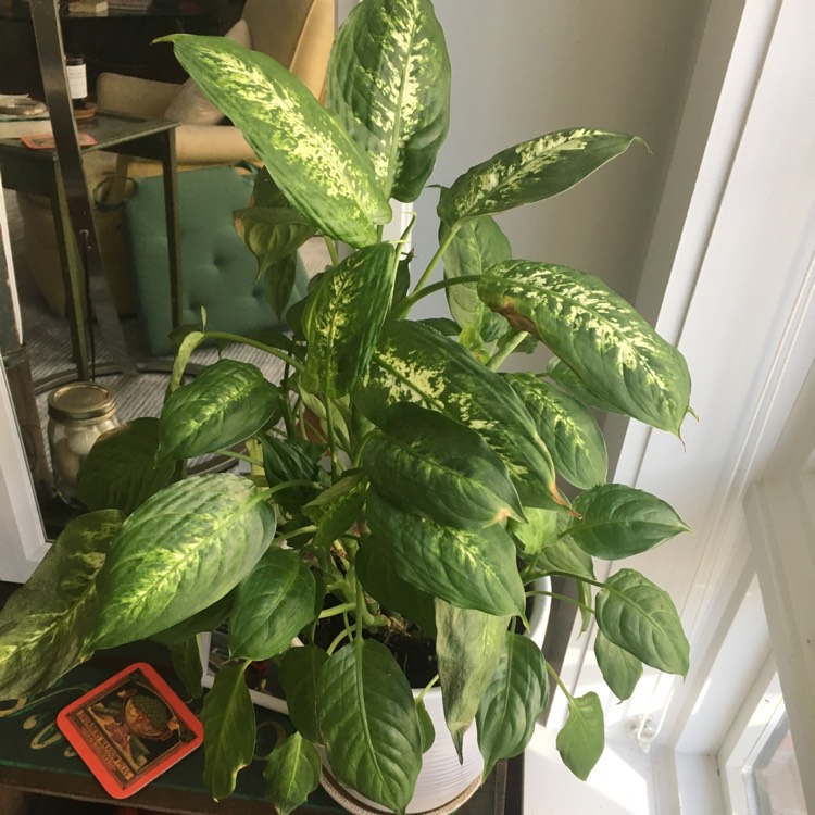 plant image 598226