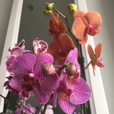 Various