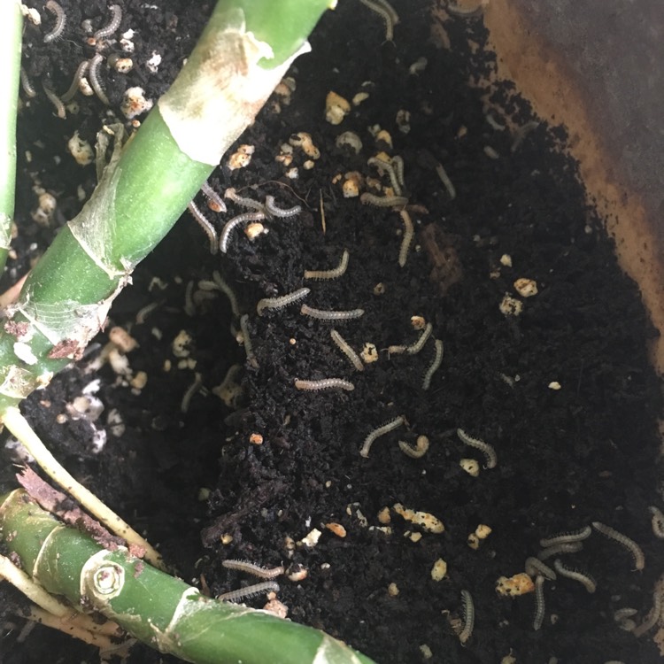 plant image 624765