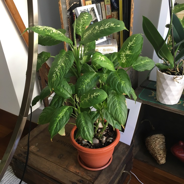 plant image 636367