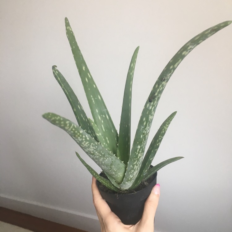 plant image 689659