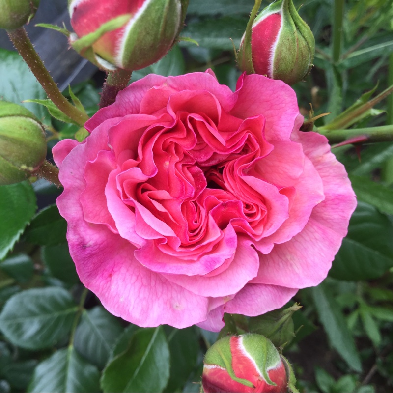Plant image Rosa 'Aloha'