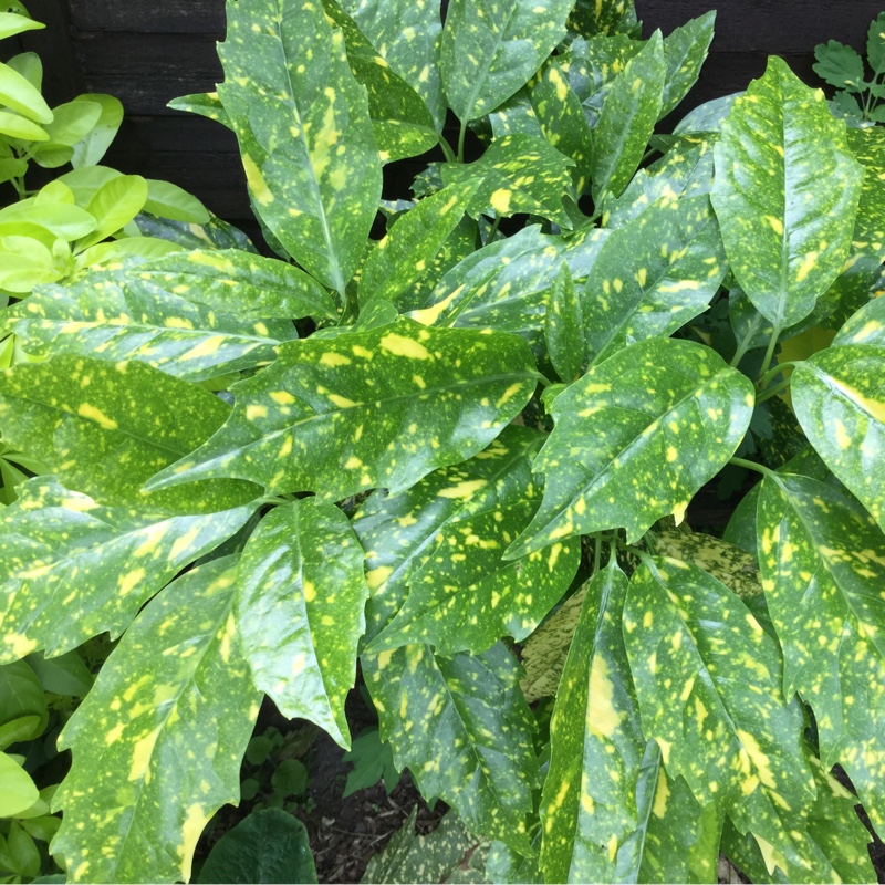 Plant image Aucuba japonica Variegata