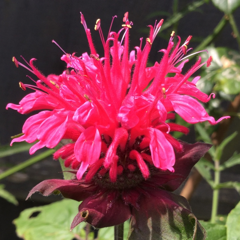 Plant image Monarda 'Pink Lace'