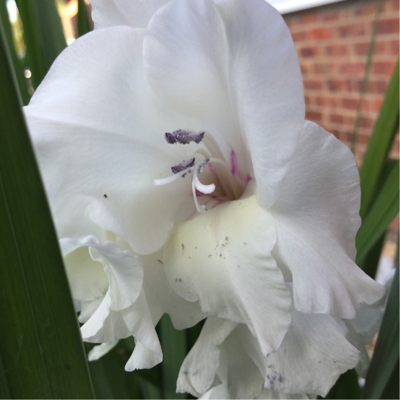 Plant image Gladiolus 'White Prosperity'
