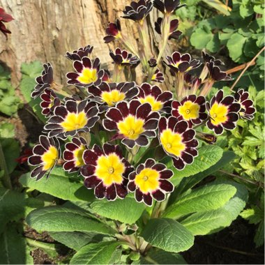 Primula