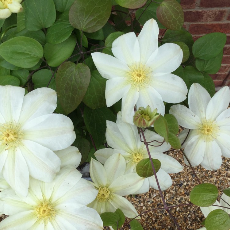 plant image 382743