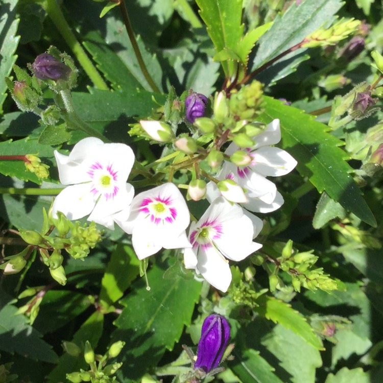 Plant image Parahebe 'Snow Clouds'