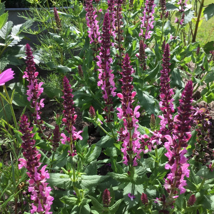 Plant image Salvia nemorosa 'Sensation Rose' (Sensation Series)