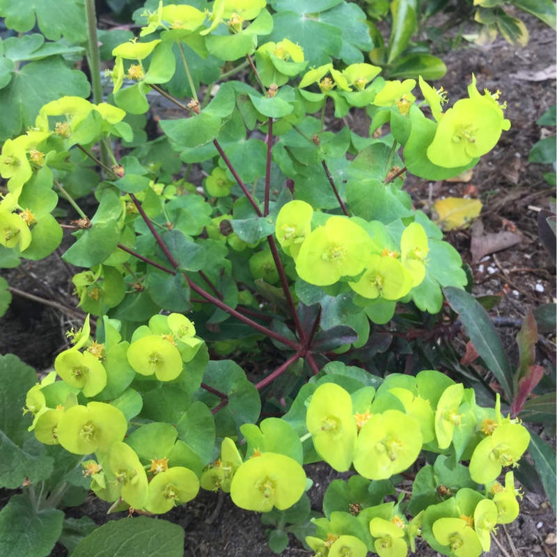 Plant image Euphorbia cyparissias 'Fen's Ruby'