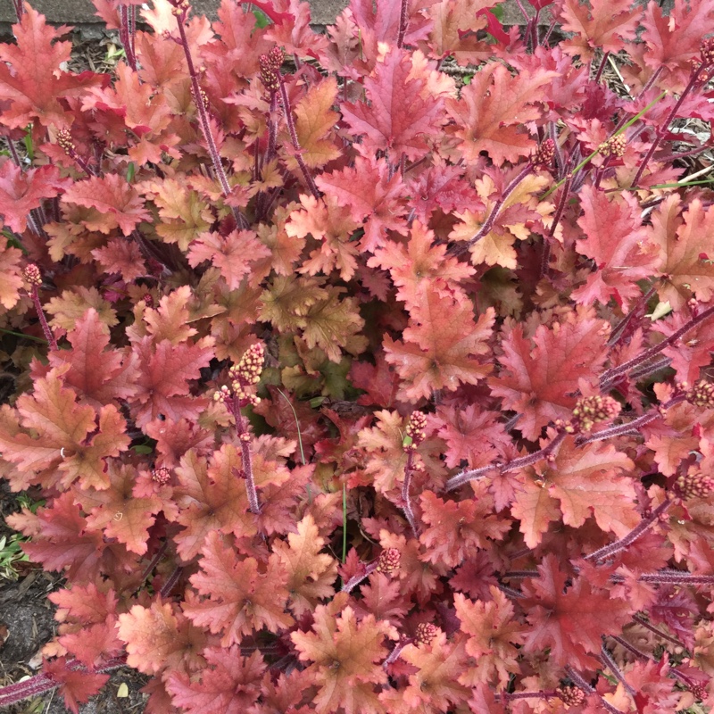 plant image 89022